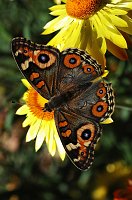 113 Meadow Argus, 2008-01296180 Canberra, AU
